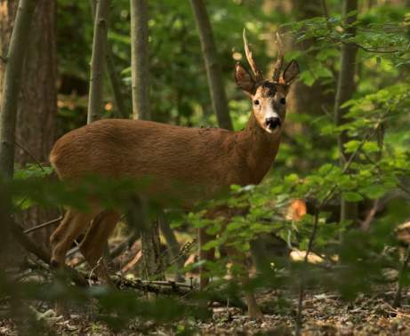 F5012 Annette Ranten Oh deer